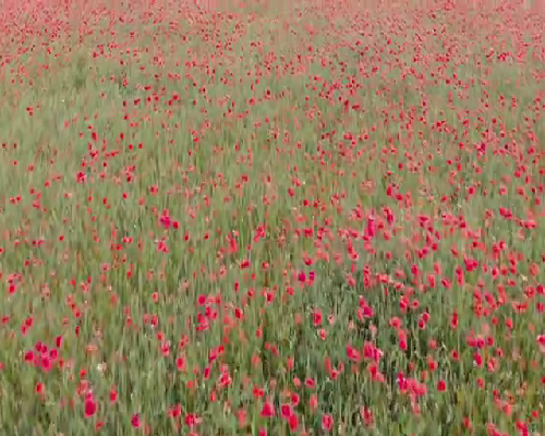 35岁的女性2026年能在南京做试管婴儿吗？